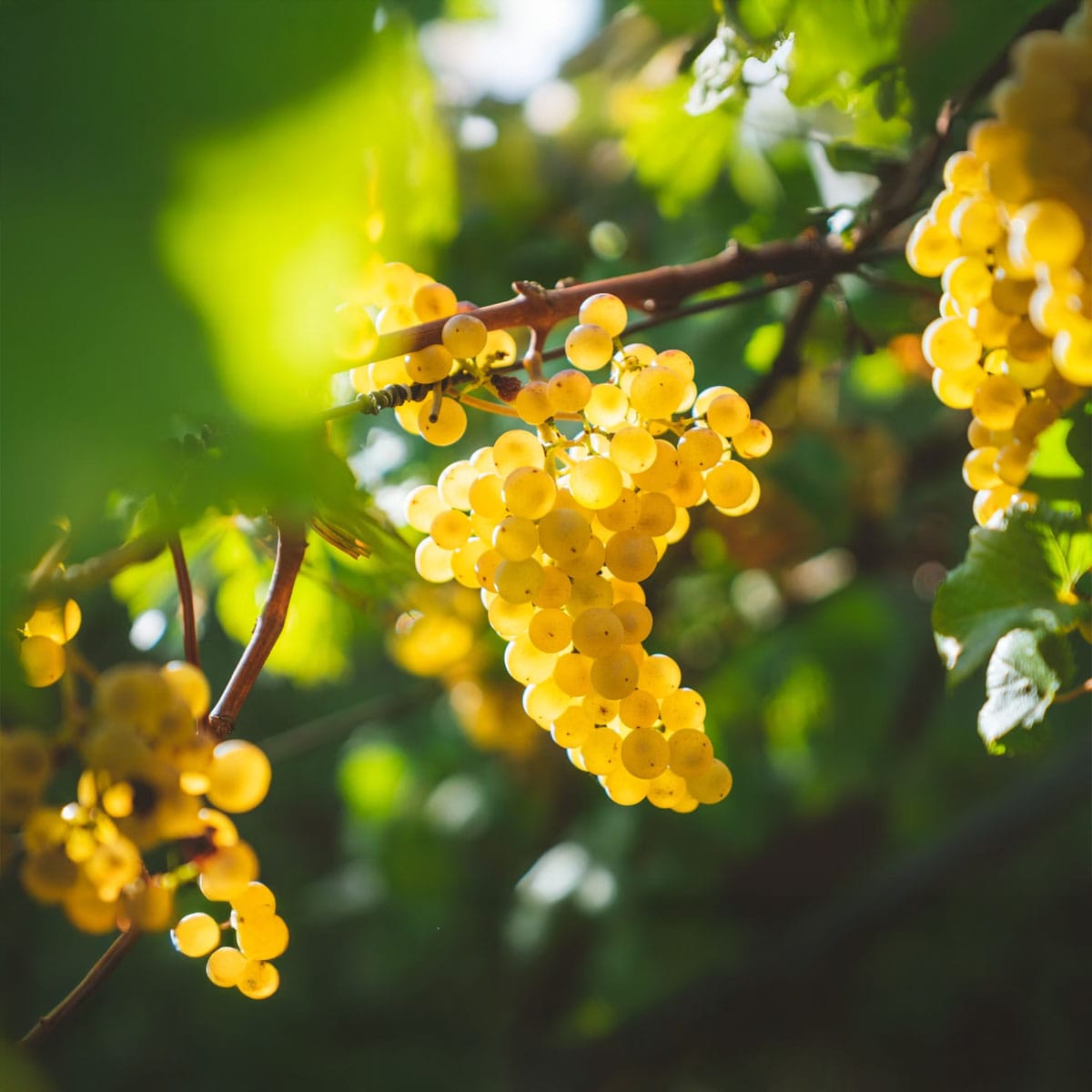 Chardonnay wine guide, best Chardonnay regions, Chardonnay tasting notes